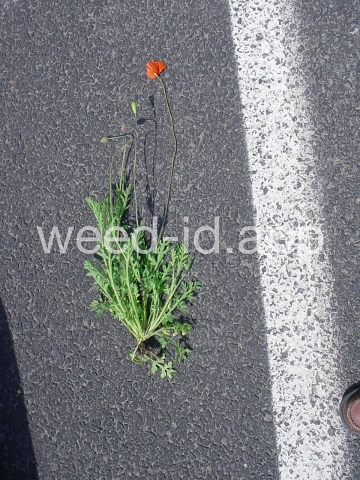 poppy, field